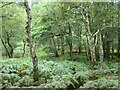 Woodland at the headwaters of Little Stafford Brook