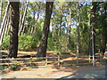 Path through trees, near Poole