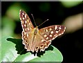 TL3861 : Speckled Wood butterfly, Edwards Woodland by Martin Tester