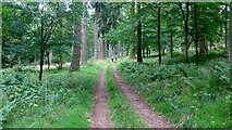  : Forest track on the Invermay estate by Gordon Brown