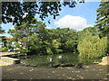 Coy Pond, near Bournemouth