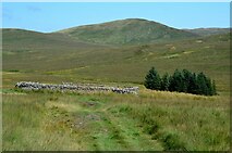 NT0614 : Sheepfold and the Crown of Scotland by Jim Barton