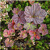 NJ2927 : Cloudberry (Rubus chamaemorus) by Anne Burgess