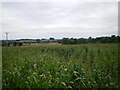 Maize in a field south of Shaw Lane