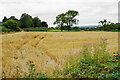 SK3558 : Small barley field by Mathersgrave Lane by Bill Boaden