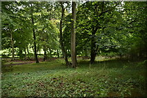 SU7492 : Huntley's Acre Wood by N Chadwick