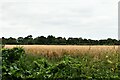 Botesdale: Cereal crop