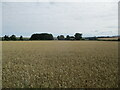 Over  Wheat  field  toward  Wharram  Grange  Farm