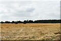 Wattisfield, Bobby Hill: Harvested crop and baled straw