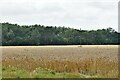 Hepworth, Weston Hindle Farm: Cereal crop