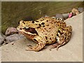 A common frog