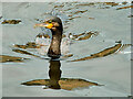 Cormorant, Manchester Ship Canal