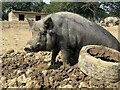 Pig at The Retreat Animal Rescue