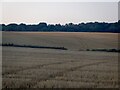 Barley stubble, Bertha Park