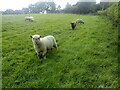 Friendly sheep at Tidebrook