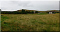 Rough pasture at Kirkstead