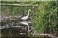 SO8744 : Great White Egret (Ardea alba) by Ian Capper