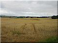 Barley field near Hillhead