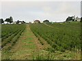 Young trees at Lethenty