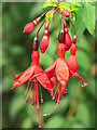 Hedgerow Fuchsia at Gwennap Pit