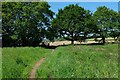 Footpath through field at The Snipes, Areley Kings, Worcs