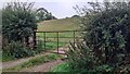 View through field gateway on NE side of Peter Gate north of Stand End