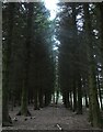 Woodland in the grounds of Shap Wells Hotel