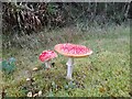 Fly Agaric near Tarlogie