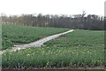 Footpath across oilseed rape field