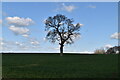 Isolated tree, Calehill Park