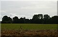 Field south of Newbourn Road