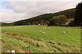 Sheep in Strathdon