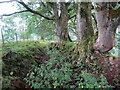 Llwybr ceffyl ger Bwllfa / Bridleway near Bwllfa