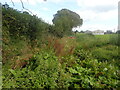 Overgrown footpath to Bardown Farm