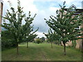 TL4558 : Community Orchard, Cambridge by Peter S