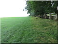 Trees and wall lining a field on Windrigg Hill