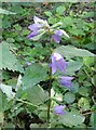 Campanula, Colehill Wood, near Kingston