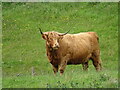 Highland cow