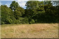 Grasses, Crundale Downs