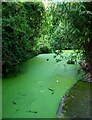 The New River at Canonbury