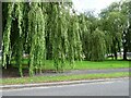 Alder Coppice Trees