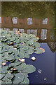 Water lilies in the Coventry Canal