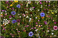 TL8161 : Wild flowers in the walled garden, Ickworth by Christopher Hilton