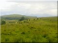 NM8339 : Field near Kilcheran Loch by Richard Webb
