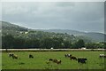 Cattle grazing, Strath Tay