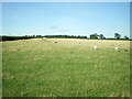 NU2029 : Sheep in a field near East Fleetham by Richard Law