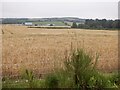 Barley, Moor of Granary