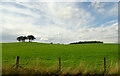 Grazing near Northfaulds