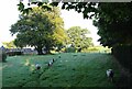 Sheep follow the leader at Burnhouses