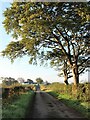 Roadside beeches at Raws